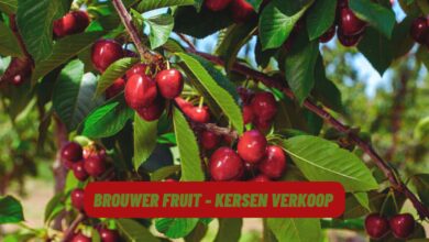 Brouwer Fruit - Kersen Verkoop